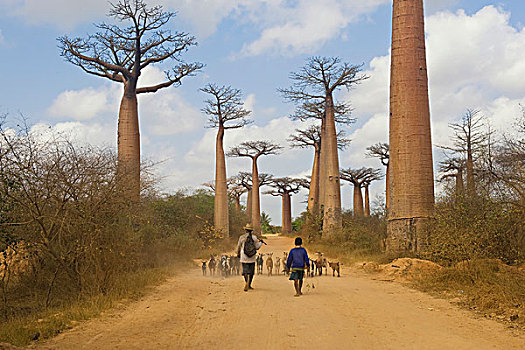 小路,猴面包树,穆龙达瓦,马达加斯加,非洲
