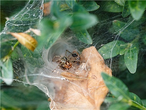 园蛛,蜘蛛网,特写