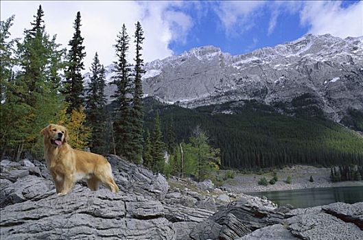 金毛猎犬,狗,肖像,山峦,旁侧,高山,湖