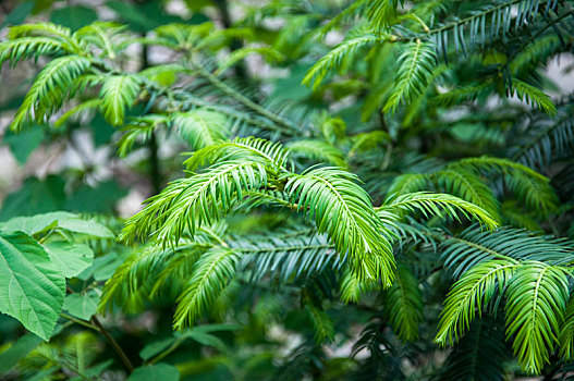 有嫩绿新叶的榧树植株特写