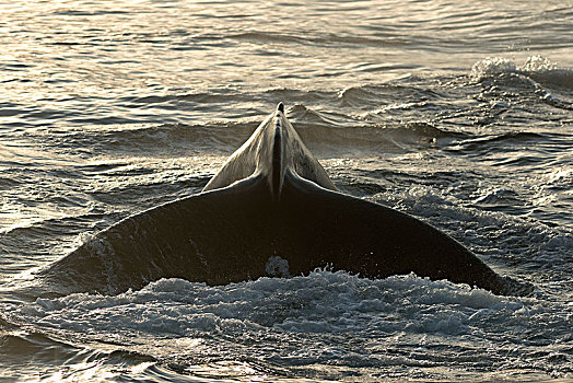 鲸尾叶突,驼背鲸,大翅鲸属,鲸鱼,巴伦支海,海洋,斯瓦尔巴群岛,斯瓦尔巴特群岛,挪威,欧洲
