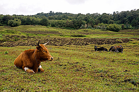 卢旺达,区域,火山国家公园,乡村风光,家牛