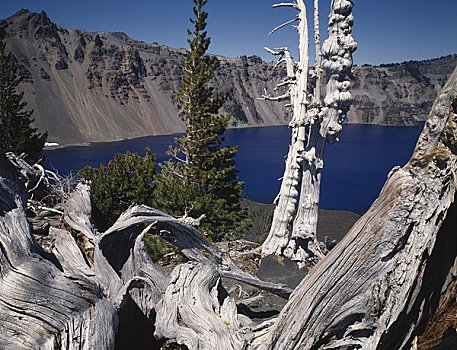 树,边缘,火山口,火山湖,火山湖国家公园,俄勒冈,美国