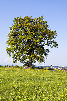 橡树,投票,巴伐利亚,德国