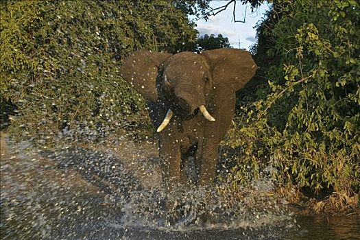 非洲,灌木,热带草原,大象,非洲象,水,乔贝,河,乔贝国家公园,博茨瓦纳