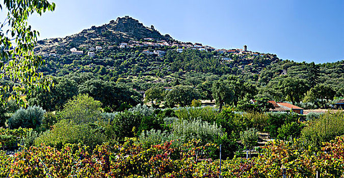 葡萄牙,贝拉,远景,上方,葡萄园,软木塞,橄榄树
