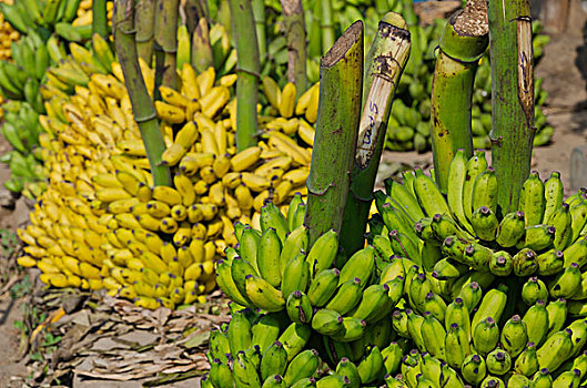 绿色,黄色,香蕉,批发,市场,马杜赖,印度,亚洲