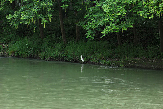 白鹭,河边,绿色,春天,河水