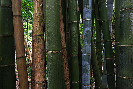 巨大,竹子,竹林,植物园,靠近,圣徒,团聚