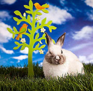 春天,兔子,青草