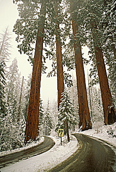 美国,加利福尼亚,红杉国家公园,下雪,西南方,入口,公园