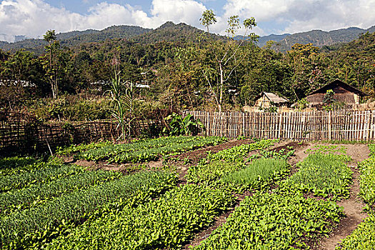蔬菜,菜园,掸邦,金三角,缅甸,亚洲