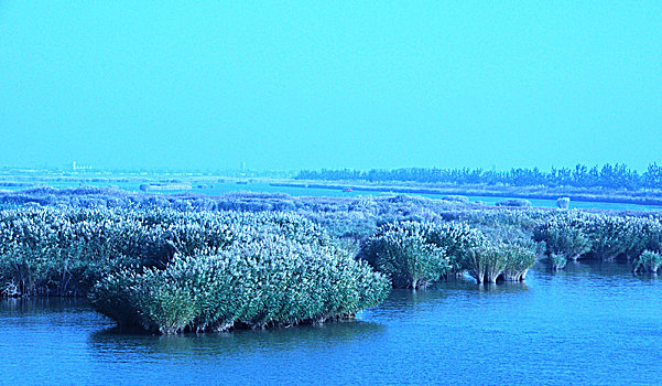 沙湖,湖,芦苇