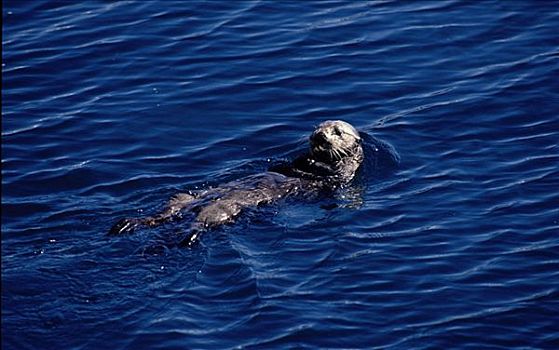 海獭,游泳,威廉王子湾