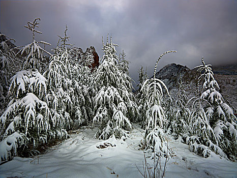 雪野