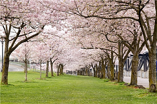 樱花,树,水岸,公园