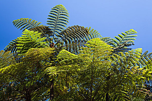 桫椤,雨林,阿瑟顿台地,昆士兰,澳大利亚