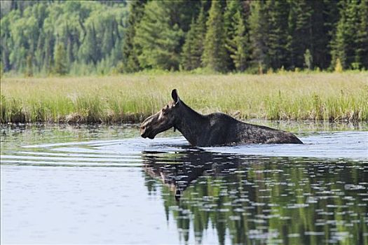 驼鹿,游泳,溪流,春天,阿尔冈金省立公园,安大略省,加拿大
