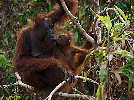 猩猩,黑猩猩,幼兽,嗅,食物,母亲,嘴,婆罗洲,马来西亚