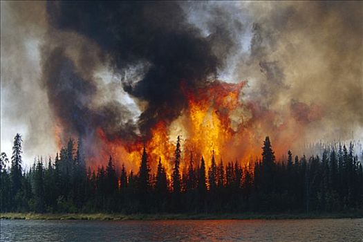 燃烧,森林火灾,基奈,野生动植物保护区,阿拉斯加,夏天