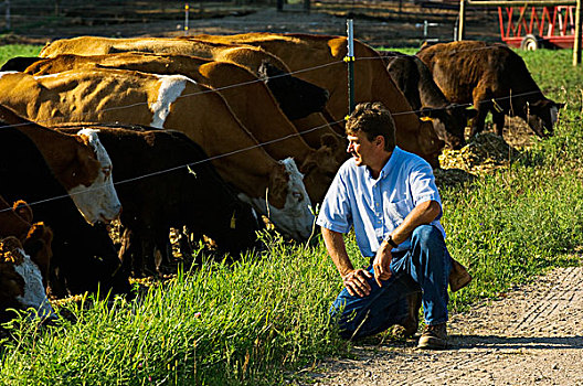 牲畜,跪着,砾石,农场,道路,检查,牧群,菜牛,靠近,明尼苏达,美国