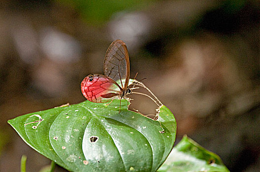 蝴蝶,厄瓜多尔