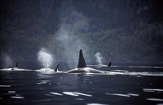逆戟鲸,哺乳动物,海岸,温哥华岛,国家公园,加拿大,北美,海洋动物,海洋,动物