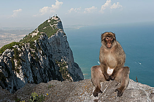 叟猴,坐,边缘,悬崖,直布罗陀,英国