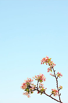 樱花,天空,留白
