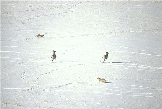 丛林狼,犬属,一对,猎捕,两个,大角羊,地点,北美