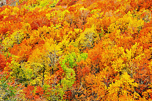 秋季,橙色,叶子,背景,自然