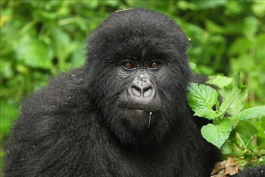 山地大猩猩,大猩猩,幼小,火山国家公园,卢旺达