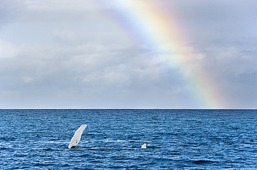 夏威夷,毛伊岛,彩虹,上方,驼背鲸,大翅鲸属,鲸鱼,鳍,尾鳍,高处,表面,侧面