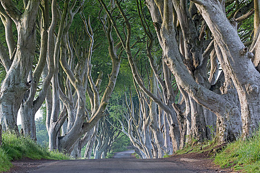 山毛榉树,道路,暗色,树篱,安特里姆郡,北爱尔兰,英国,欧洲