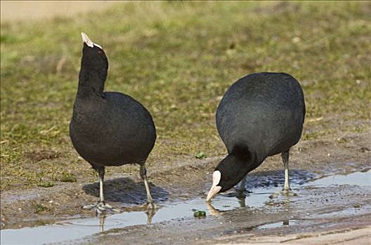 黑鸭,骨顶鸡,一对,喝,弗莱福兰,荷兰