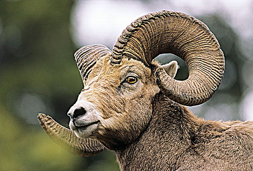 大角羊,公羊,不列颠哥伦比亚省,加拿大