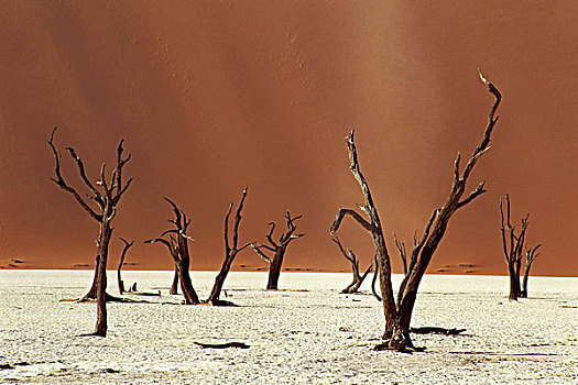 荒凉,死亡谷,靠近,索苏维来地区,死,树,粘住,向上,粘土,表面,沙丘,背影,纳米布沙漠,纳米比亚