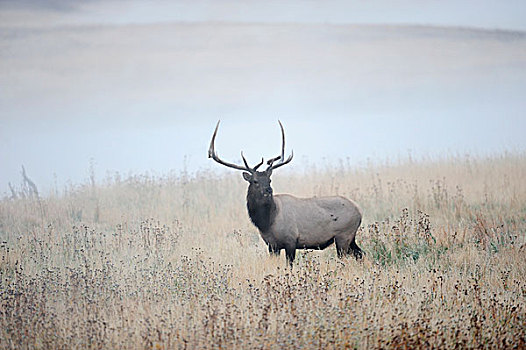 北美马鹿,麋鹿,鹿属,鹿,站立,早晨,雾气,黄石国家公园,怀俄明,美国