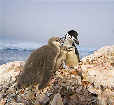 帽带企鹅,南极企鹅,父母,两个,绒毛,幼禽,请求,食物,龙头,南极