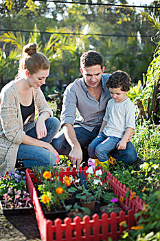 情侣,儿子,微型,花园,小块菜地