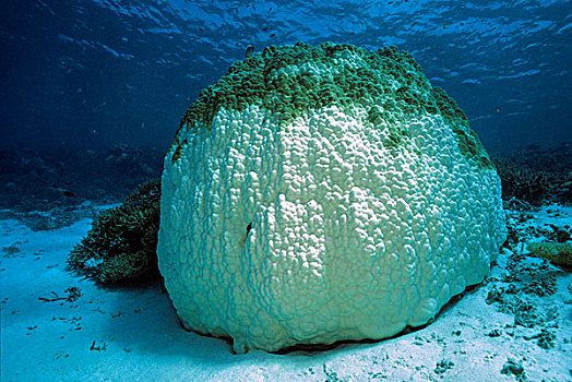 珊瑚,漂白,引起,全球,温暖,马尔代夫,印度洋,亚洲