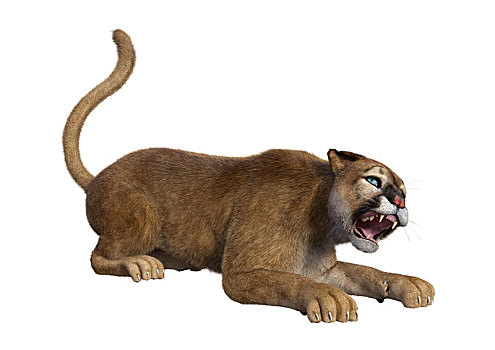 大型猫科动物,美洲狮,白色背景