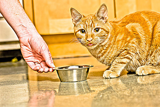 特写,猫,看镜头,准备,吃,碗,地板
