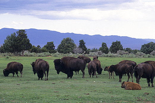 美国,新墨西哥,靠近,牧场,野牛,牧群