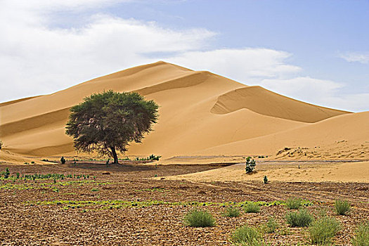 利比亚沙漠,沙丘,树,风景