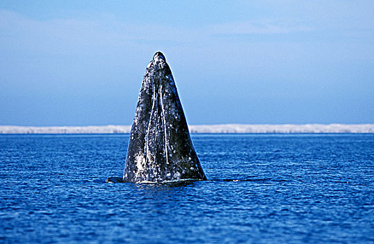 灰鲸,成年,头部,向外看,水,下加利福尼亚州,墨西哥