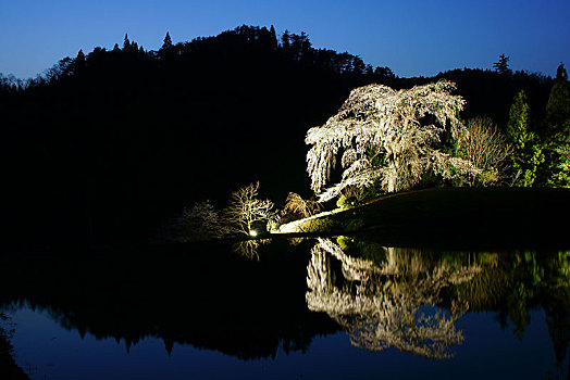 哭,樱桃树,广岛,日本