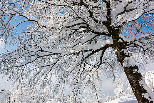 积雪,落叶树,十六湖国家公园,克罗地亚,欧洲