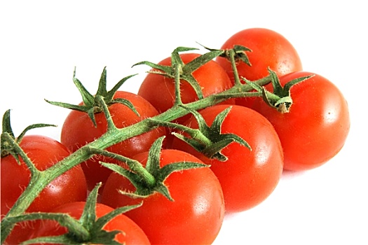西红柿,枝条