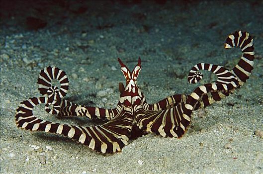 章鱼,交配,脚,深,巴布亚新几内亚